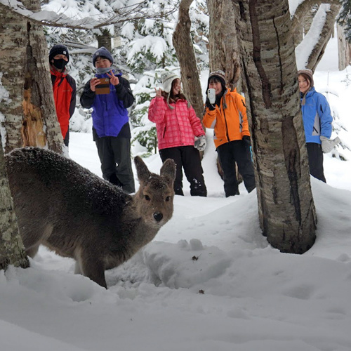 知床冬の一日ツアー